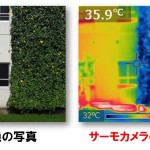 写真3　緑のカーテンの有無による校舎壁面温度の比較 普通の写真（左）、サーモカメラの写真（右）