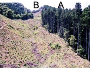 写真3　伐採は森からの水の流出にどのような影響を及ぼすか？伐採しないAと伐採したBで比較した。伐採した方が年流出量が多い。（蔵治光一郎先生撮影）