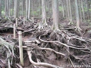 写真4　人工林ではこんな土壌流出が起きている森がある。（丹沢にて　木平勇吉先生ご提供）