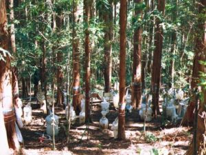 写真2　東京大学千葉演習林で樹冠遮断の観測をした様子。72年生のヒノキで2年間測定。10ミリまでの雨に対して5.7%が幹に貯留された。（蔵治光一郎先生撮影）
