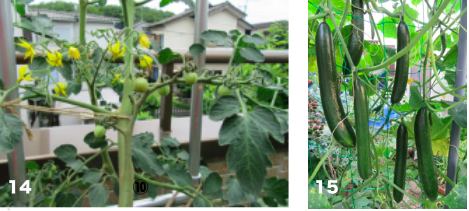14 ミニトマトの上段では花が１段で20個程度つく（2018年6月12日撮影） 15 １本の苗から多数の実がつく（2018年6月29日撮影）