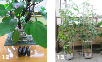12 外の風が強くナスを室内栽培。撮影日までに６本収穫（2018年6月10日撮影） 13 トマト大玉（左）は実が16個、ミニトマト（右）は６段目120個程度（2018年6月12日撮影）